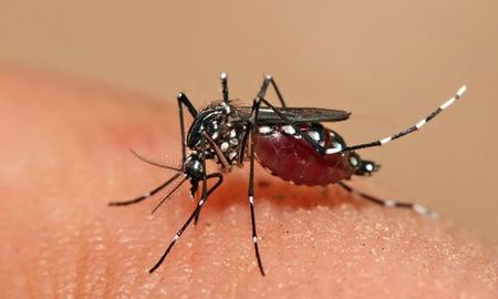 salud confirmo que ya son 10 los casos de dengue importado en la provincia salud confirmo que ya son 10 los casos de dengue importado en la provincia