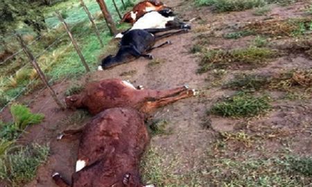 la pampa: cayo una centella y mato a 21 vacas en un campo la pampa: cayo una centella y mato a 21 vacas en un campo