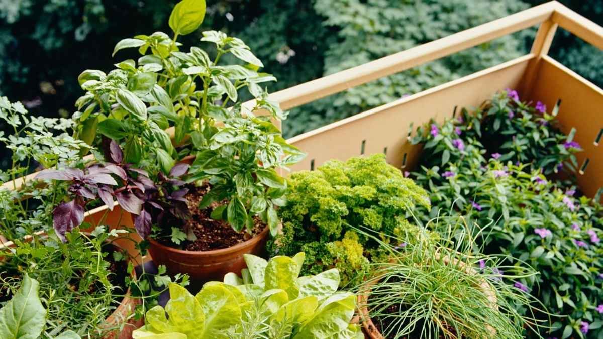 Cultivar aromáticas en casa es una opción económica y accesible