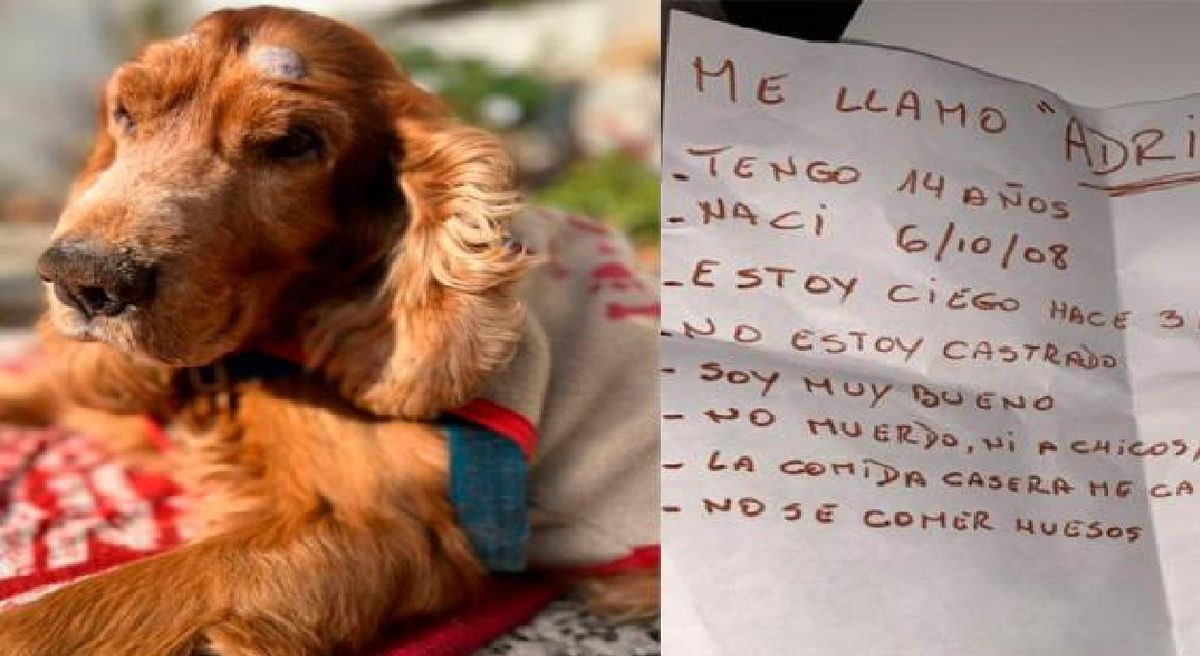 Buenos Aires: abandonan a un perro ciego de 14 años y ahora le buscan un nuevo dueño