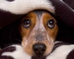 El misterio de los perros fue develado. El misterio de los perros fue develado.