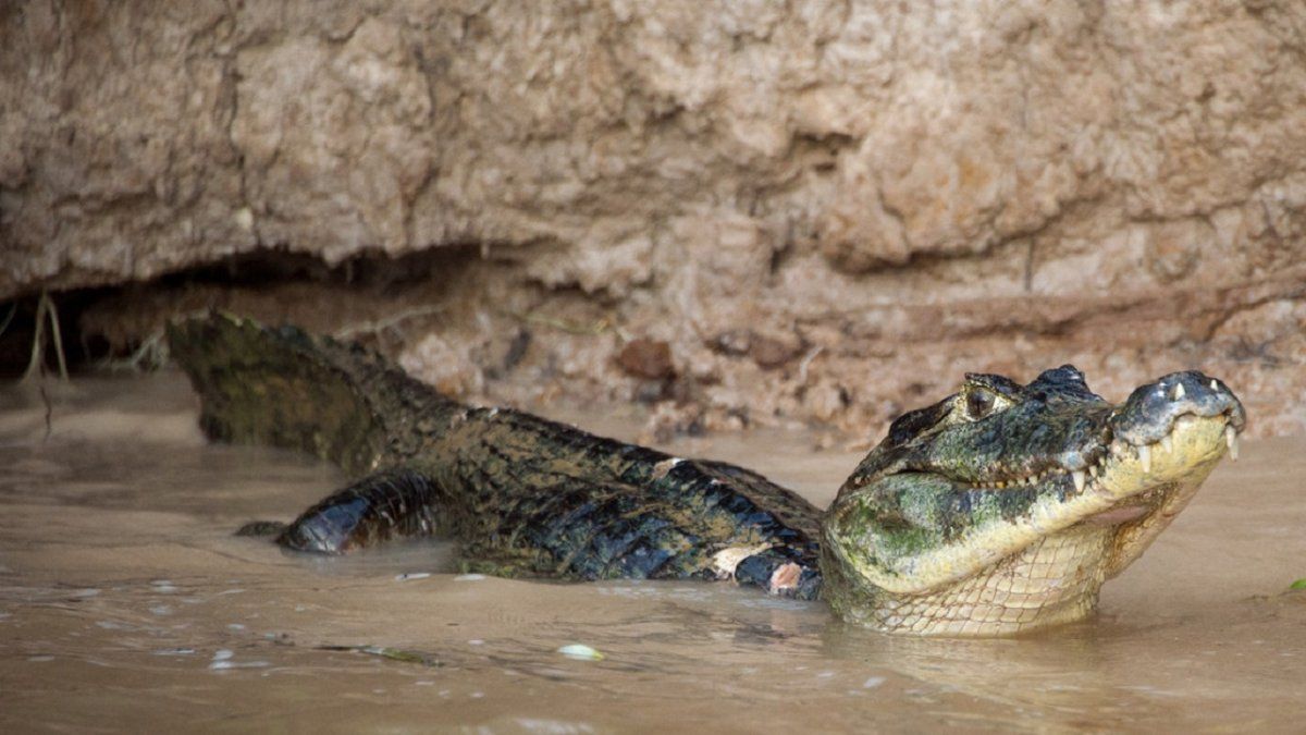 Video viral: un hombre usó un caimán vivo como un arma en una pelea en la playa.