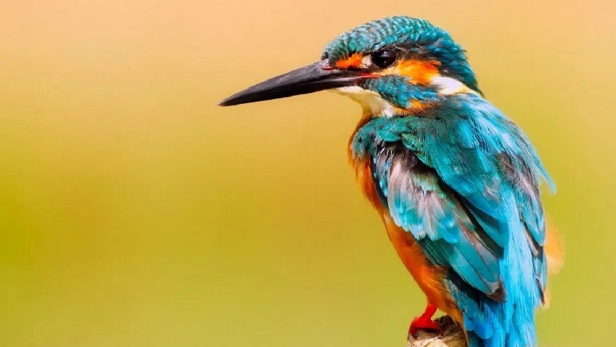 En esta fecha se busca concientizar sobre el cuidado, respeto y protección de todos los animales, sean domésticos o no. 