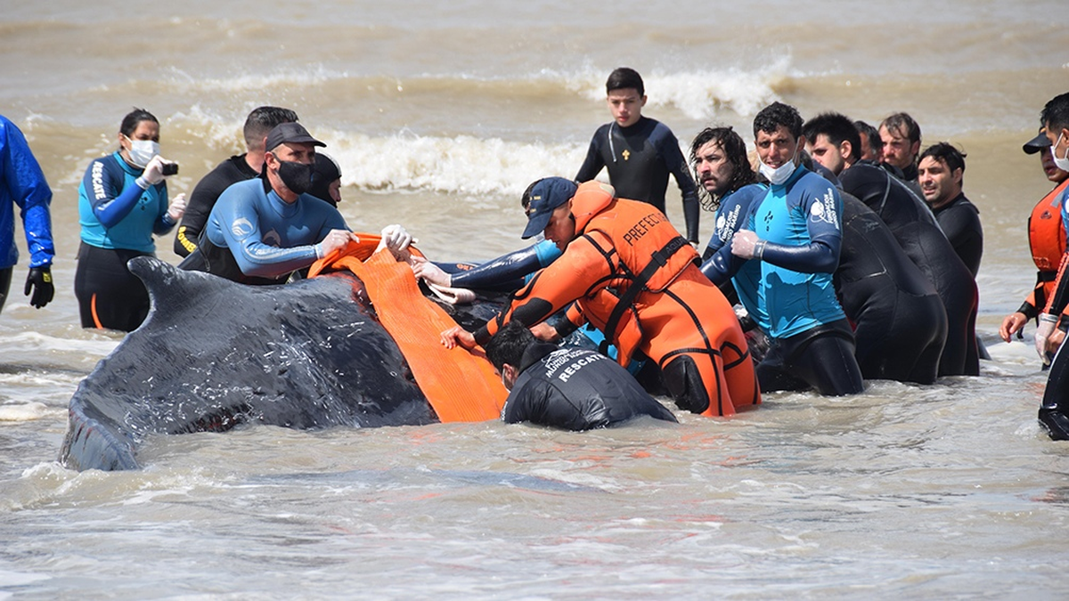 El nombre de ballena “jorobada” se debe a que tienen una pequeña joroba antes de su aleta dorsal.