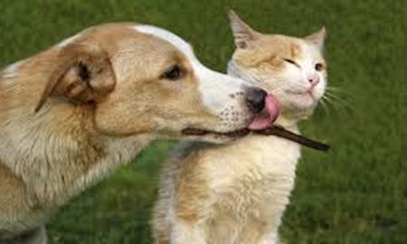 El calor y las mascotas: cómo protegerlos de las altas temperaturas El calor y las mascotas: cómo protegerlos de las altas temperaturas