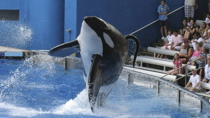 Qué ocurrió cuando Kasatka, una orca de 4 toneladas decidió no obedecer más
