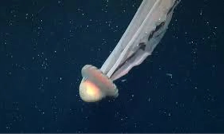 La medusa fue hallada pro científicos. Foto Agencia NA (Schmidt Ocean) La medusa fue hallada pro científicos. Foto Agencia NA (Schmidt Ocean)