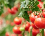 Qué es el tomate ¿fruta o verdura?: la respuesta te sorprenderá Qué es el tomate ¿fruta o verdura?: la respuesta te sorprenderá