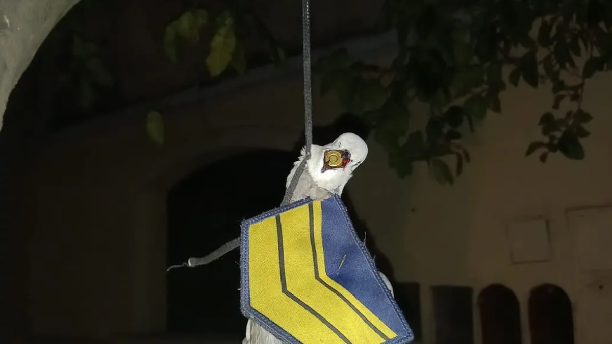 Apareció colgada de un árbol, una paloma muerta con una insignia policial y una bala en el pico. Apareció colgada de un árbol, una paloma muerta con una insignia policial y una bala en el pico.