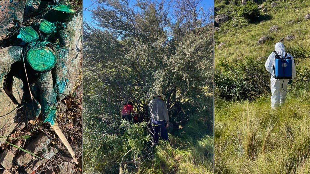 Entre varios mecanismos de acción, la aplicación el producto sobre el tocón fue la más exitosa. Entre varios mecanismos de acción, la aplicación el producto sobre el tocón fue la más exitosa.