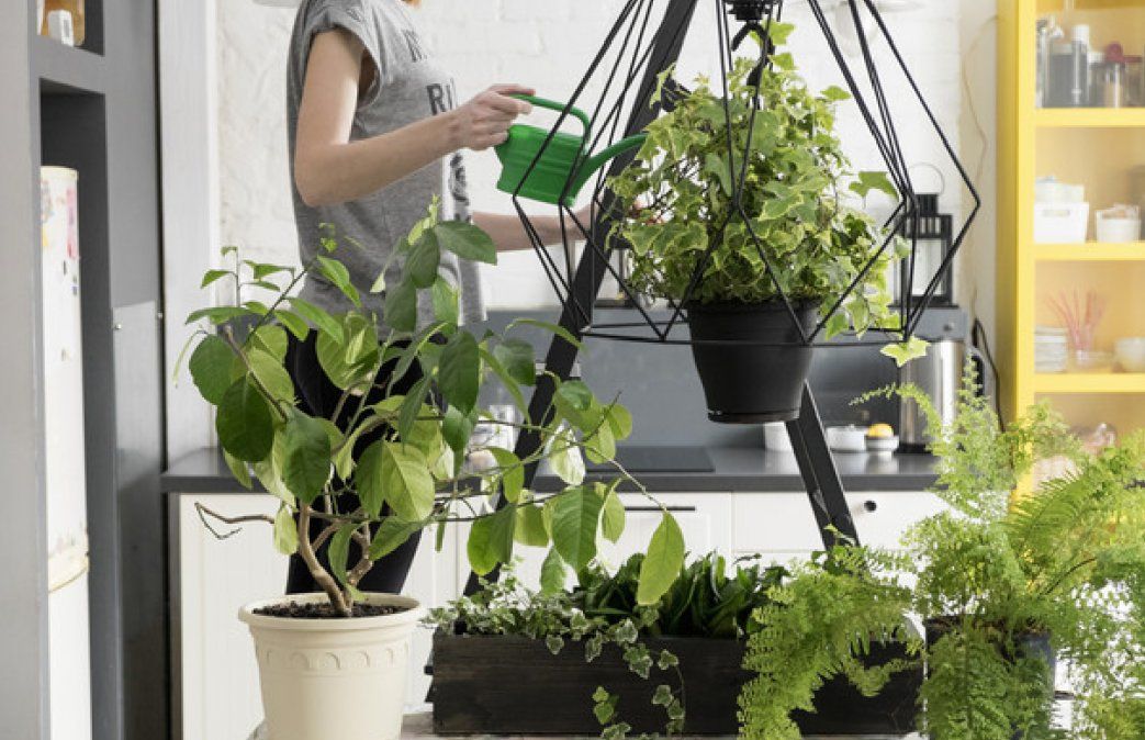 Helechos de interior: tipos y cuidados básicos