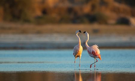 El parque alberga las tres especies de flamencos que hay en Sudamérica. El parque alberga las tres especies de flamencos que hay en Sudamérica.