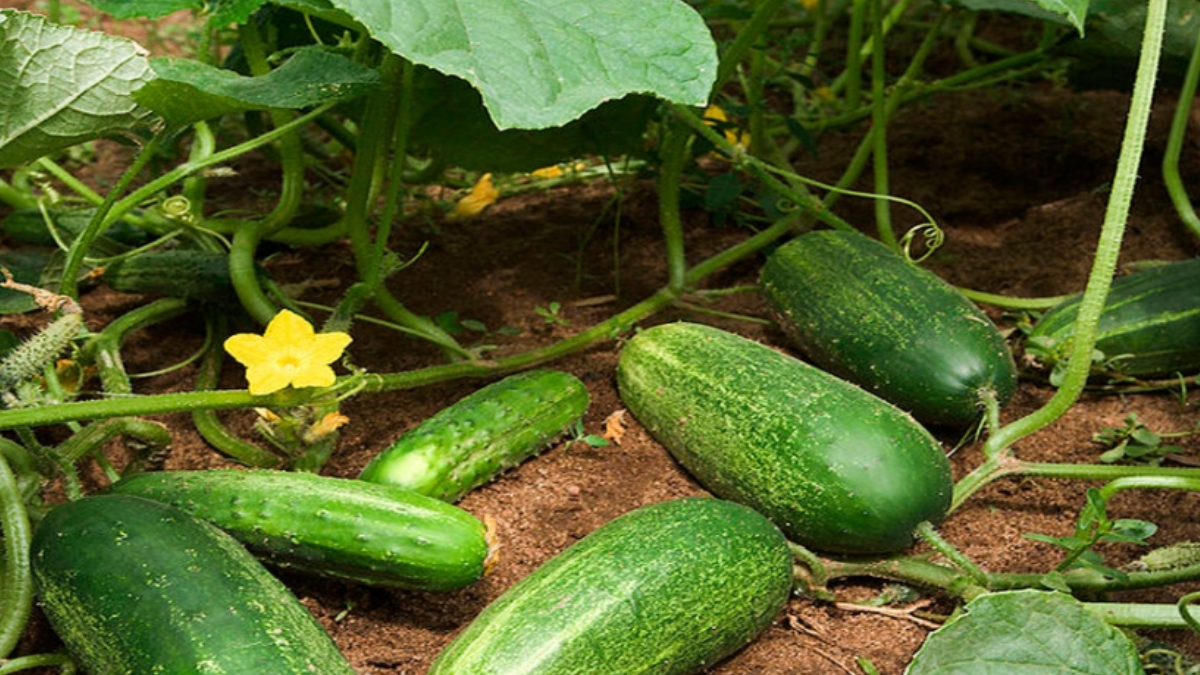 Gracias a su alto contenido de fibra y agua, el pepino favorece la digestión y mejora el tránsito intestinal. Gracias a su alto contenido de fibra y agua, el pepino favorece la digestión y mejora el tránsito intestinal.