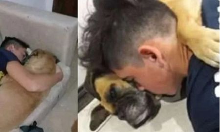 un perro murio en los brazos de su dueno por los fuegos artificiales un perro murio en los brazos de su dueno por los fuegos artificiales