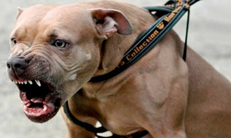 Terror por nuevo ataque de pitbull: atacó a una mujer y a otro perro Terror por nuevo ataque de pitbull: atacó a una mujer y a otro perro