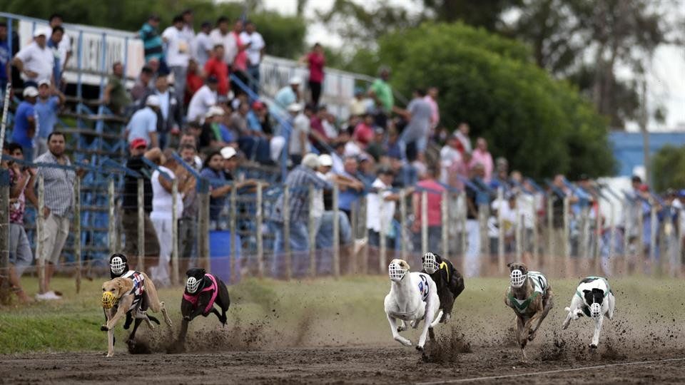 Carreras de galgos: los criadores desafían al Congreso