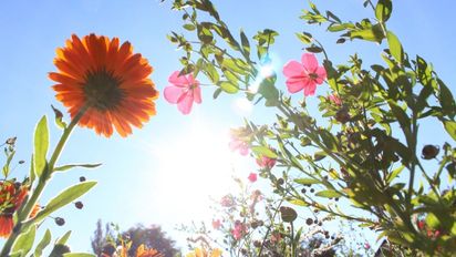 Cinco errores comunes que matan las flores en noviembre