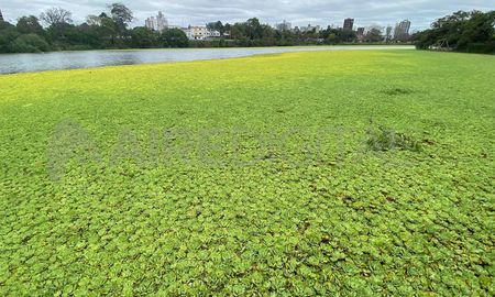 La vegetación acuática se adueñó del lago del Parque del Sur. La vegetación acuática se adueñó del lago del Parque del Sur.