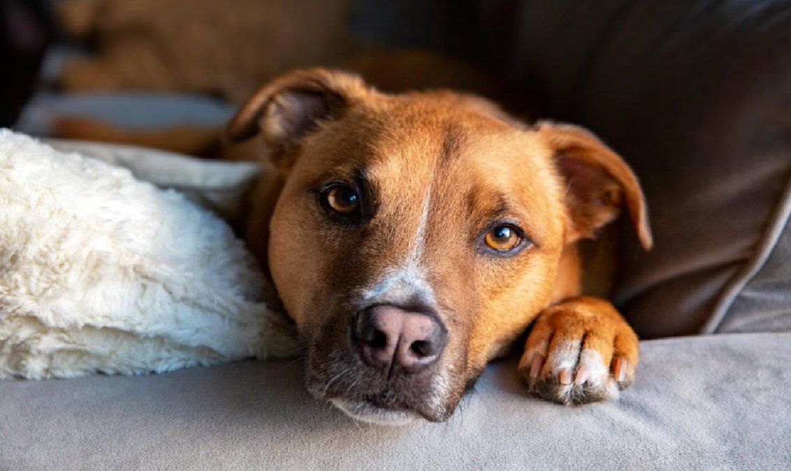 Una ONG que capacita a perros rescatados para dar apoyo emocional