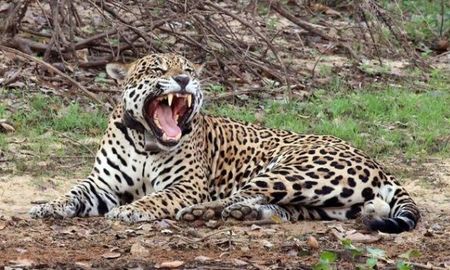 por los incendios en la amazonia, los jaguares en bolivia estan al borde de la extincion por los incendios en la amazonia, los jaguares en bolivia estan al borde de la extincion