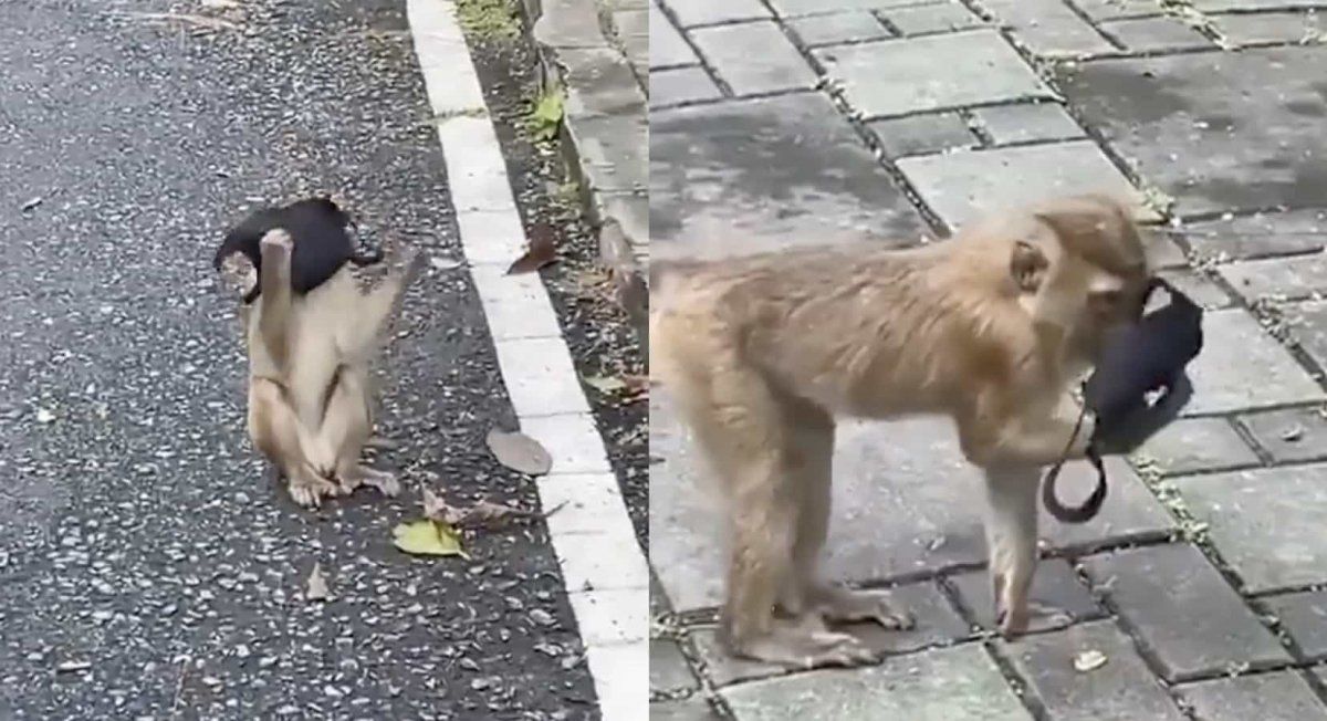 El clip del pequeño mamífero se volvió rápidamente viral en las redes.&nbsp;