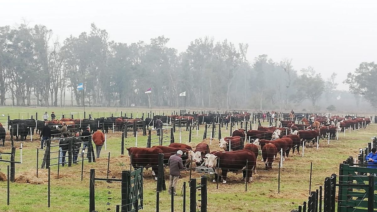 El total faenado a nivel provincial de ganado bovino disminuyó en mayo un -1,3% con respecto a abril, reduciendo la mejora en la comparación interanual a 1,5% (mayo 2023/mayo 2022).