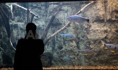 El acuario está representado en las 10 peceras donde se localizan diferentes ambientes del río, porque en la zona del delta, cuando el río pierde fuerza, va creando bañados y genera ambientes muy dinámicos y cambiantes. El acuario está representado en las 10 peceras donde se localizan diferentes ambientes del río, porque en la zona del delta, cuando el río pierde fuerza, va creando bañados y genera ambientes muy dinámicos y cambiantes.