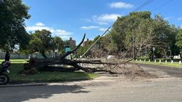 altText(Santa Fe: se cayó un árbol de gran porte en Pedro Vittori y Pedro Zenteno)}