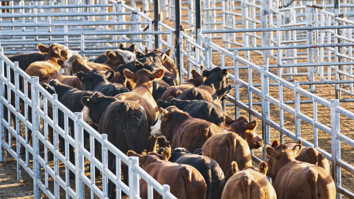 Este martes el arribo de animales al MAG podría reducirse 50% respecto de la semana pasada.