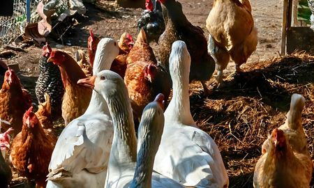 alerta por nuevo caso de gripe aviar: recomendaciones para criadores de aves alerta por nuevo caso de gripe aviar: recomendaciones para criadores de aves