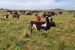 Ganadería regenerativa: los bonos de carbono empiezan a sumar ingresos para los productores