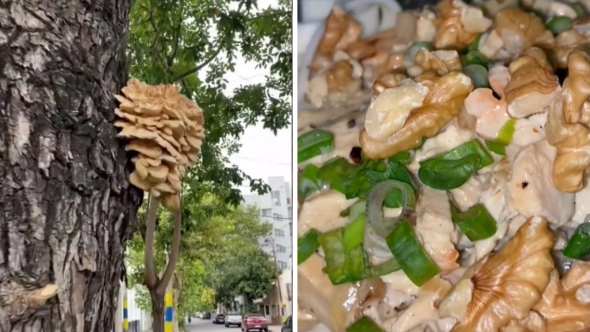 Una joven cocinó un hongo que encontró en un árbol y fue muy criticada en redes.