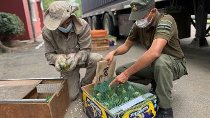 Santa Fe recibió más de 500 animales silvestres decomisados en un control en Ruta Nacional 34