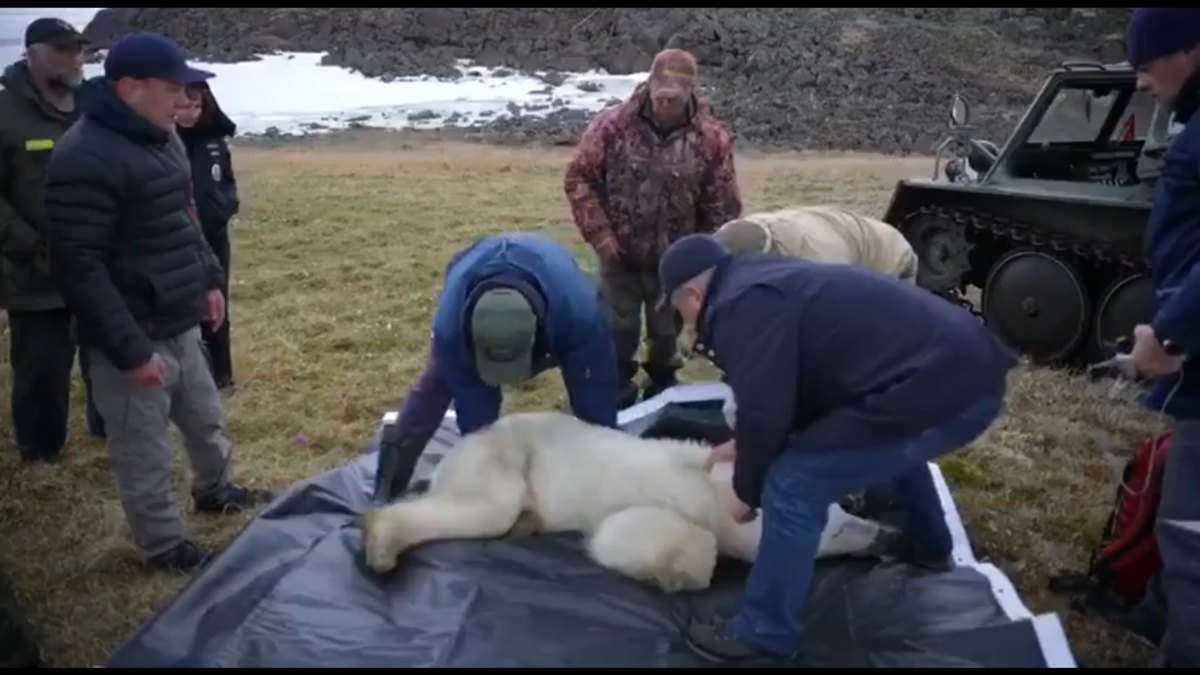 Un oso polar buscó a una persona para que lo ayudara a sacar una lata incrustada en su boca