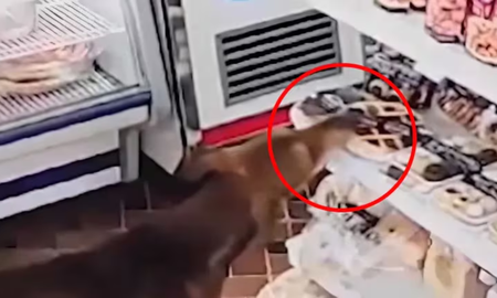 Insólito: un perro se robó una pastafrola de un almacén santafesino y se volvió viral Insólito: un perro se robó una pastafrola de un almacén santafesino y se volvió viral
