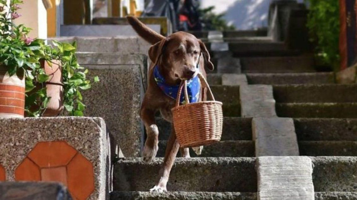 Le robaron la canasta al perro delivery.