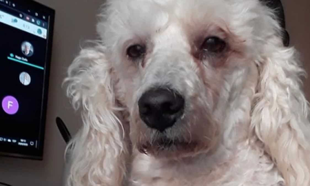 Un perro pasó dos noches sin dormir para acompañar a su dueña con una entrega de la facu Un perro pasó dos noches sin dormir para acompañar a su dueña con una entrega de la facu