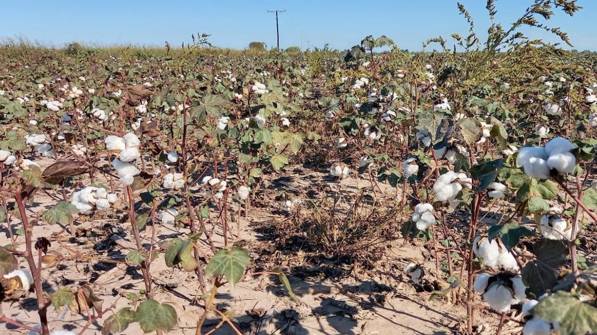 Lote con algodón en etapa de fructificación, con cierto impacto por déficit hídrico y estrés térmico. Noroeste del departamento 9 de Julio. Lote con algodón en etapa de fructificación, con cierto impacto por déficit hídrico y estrés térmico. Noroeste del departamento 9 de Julio.
