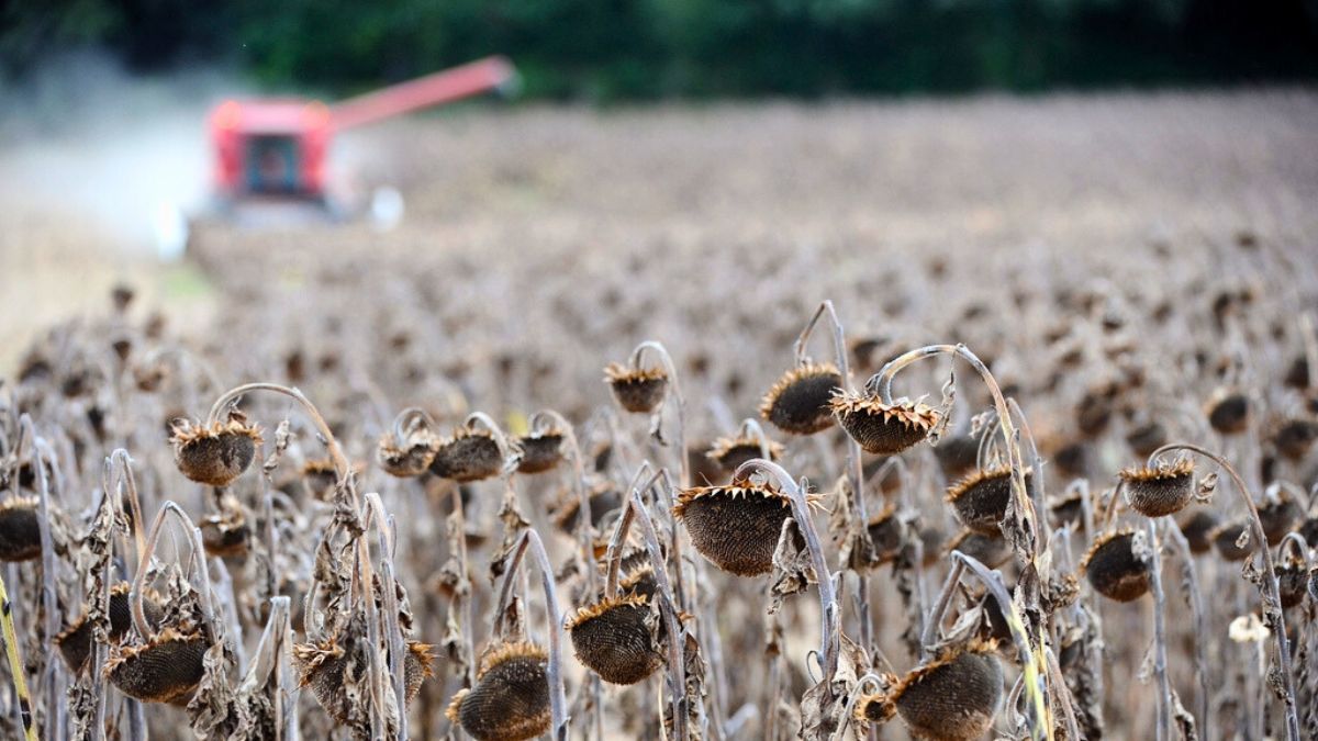 El estado del girasol es de bueno a excelente y no se detectaron plagas ni enfermedades que afectaran la producción.