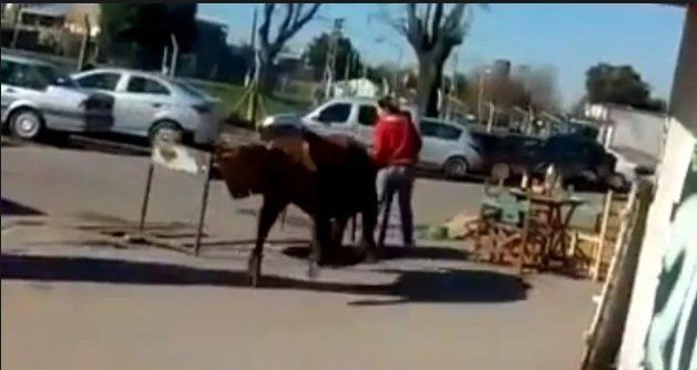 Se escaparon cuatro toros de un matadero y uno de ellos atropelló a la empleada de una parrilla