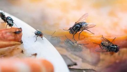 7 métodos efectivos para ahuyentar moscas en casa durante el verano