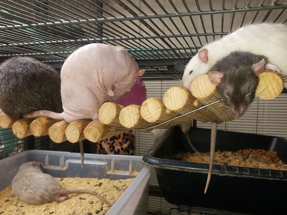 Michele Raybon, es la dueña de las 50 ratas.