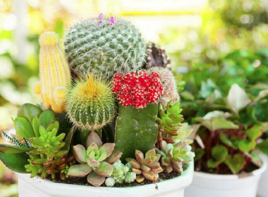 Por qué no se reproducen las hojas de mis suculentas