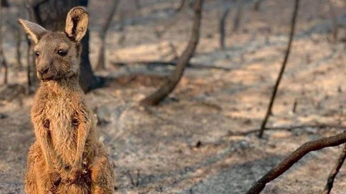 Arrojan desde helicópteros miles de kilos de vegetales para animales en medio de la ola de incendios en Australia