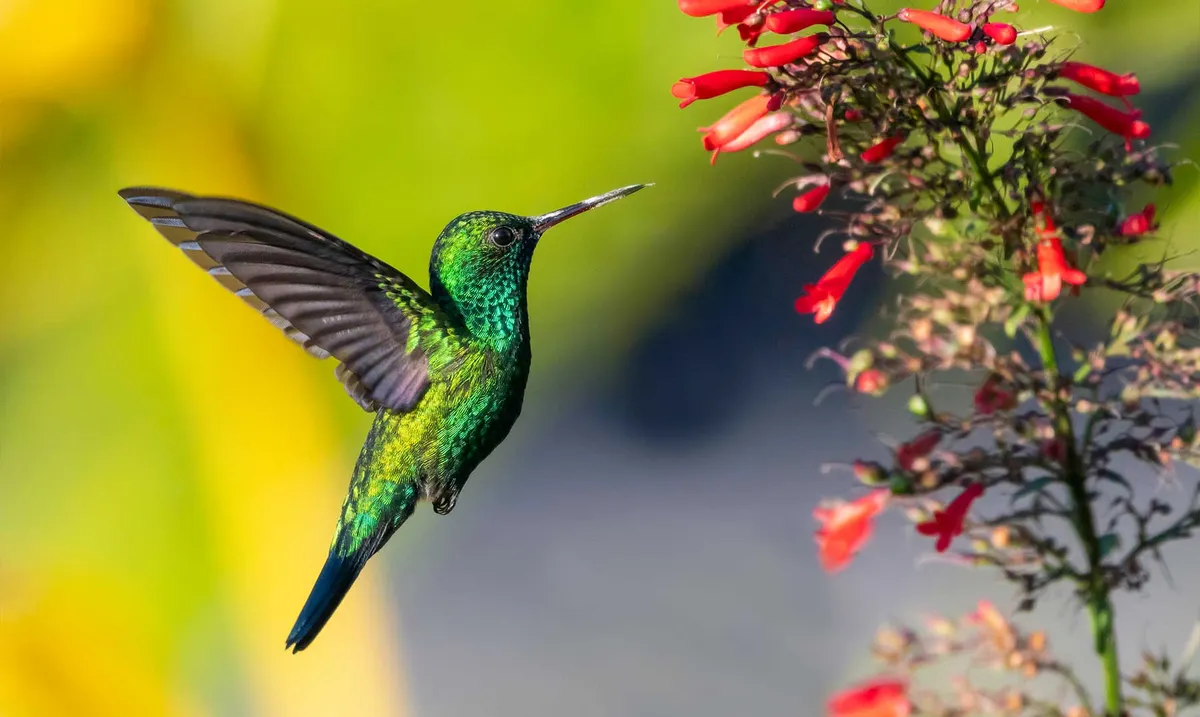 El colibrí o picaflor es uno de los animales más atractivos por naturaleza.