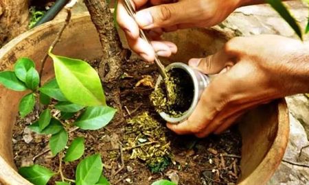 La yerba mate usada no siempre nutre: aplicada sin compostaje puede afectar raíces y suelo. La yerba mate usada no siempre nutre: aplicada sin compostaje puede afectar raíces y suelo.
