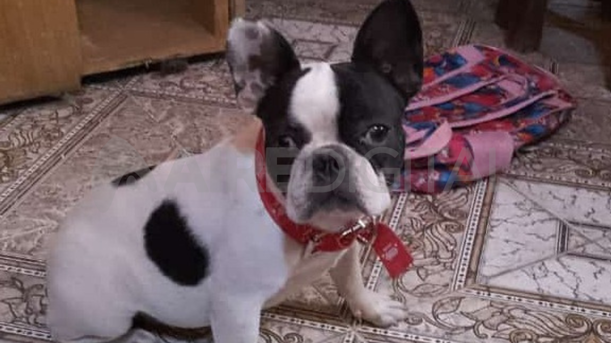 Greta es una perra de raza bulldog de nueve meses. Greta es una perra de raza bulldog de nueve meses.