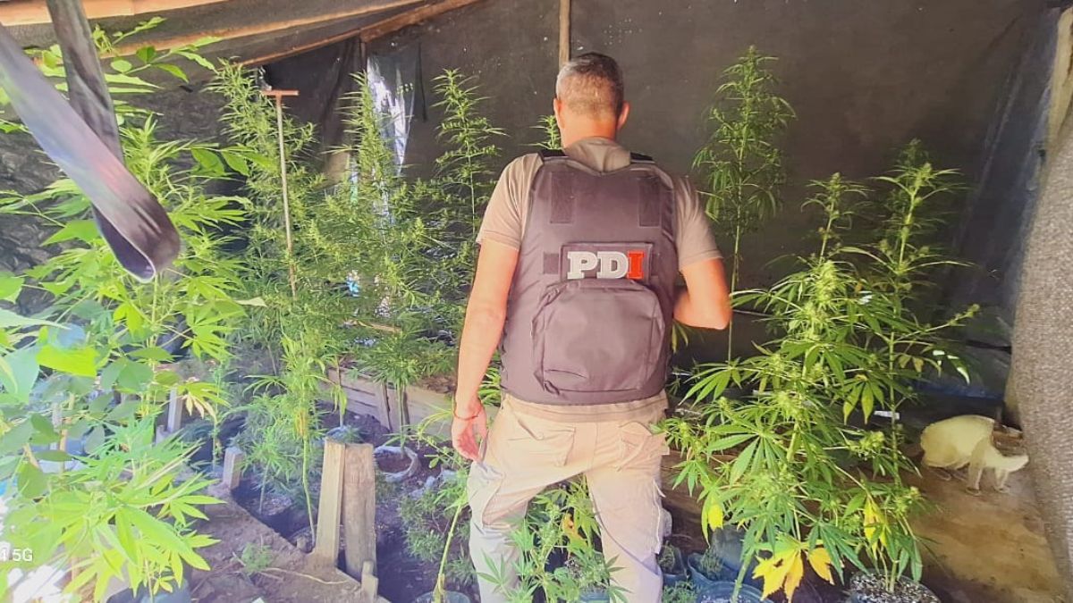 El procedimiento dejó al descubierto un arsenal y un importante cultivo de cannabis. El procedimiento dejó al descubierto un arsenal y un importante cultivo de cannabis.