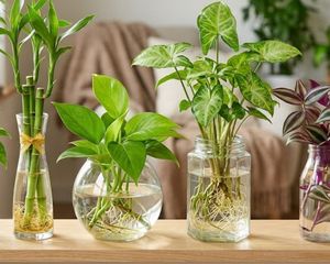Las 5 plantas que viven solo en agua y son ideales para decorar cualquier ambiente