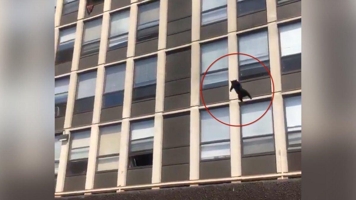 Un pequeño gatito negro se llevó todos los aplausos por su coraje y valentia.&nbsp;